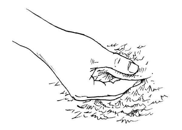 Take a fold of skin between the thumb and forefinger of each hand. Examine for thickness and coloration. On a prime turkey, the skin fold is white or yellowish white and quite thick. Well-fattened birds have thick, cream-colored skin, while under-fattened birds have thin skin that is semitransparent and tends to be reddish.